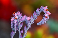 succulent plant photo