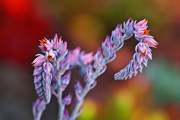 succulent plant photo