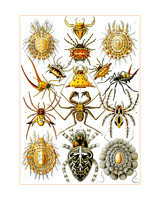 Ernst-Haeckel_Arachnida-cc-r-16x20