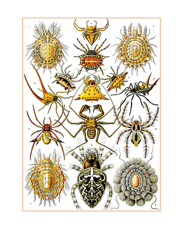 Ernst-Haeckel_Arachnida-cc-r-16x20