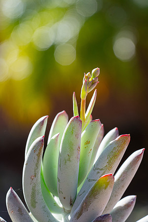 succulent plant photo