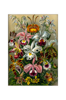 Ernst-Haeckel_Orchidae-cc-r-16x24 wht mat