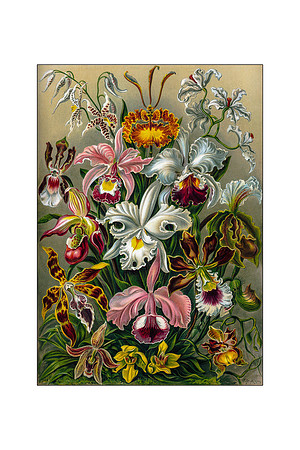 Ernst-Haeckel_Orchidae-cc-r-16x24 wht mat
