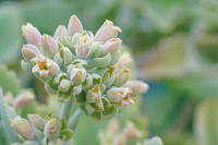 succulent plant photo