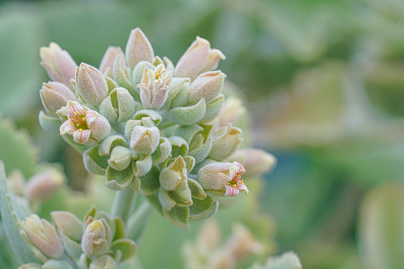 succulent plant photo