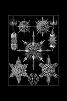 Ernst-Haeckel_Acanthophracta-cc-16x24