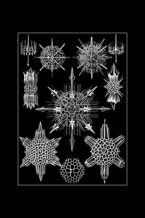 Ernst-Haeckel_Acanthophracta-cc-16x24