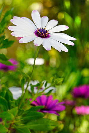Purple & White Daisys w Green Background Verticle