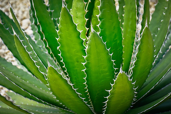 succulent plant photo