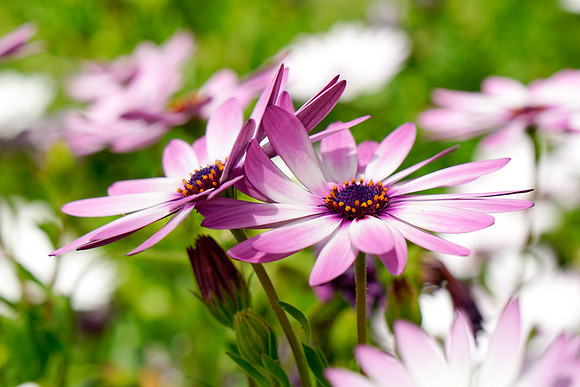 Purple & White Daisys w Green Background