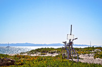 Beach plants and view
