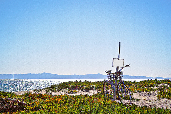 Beach plants and view