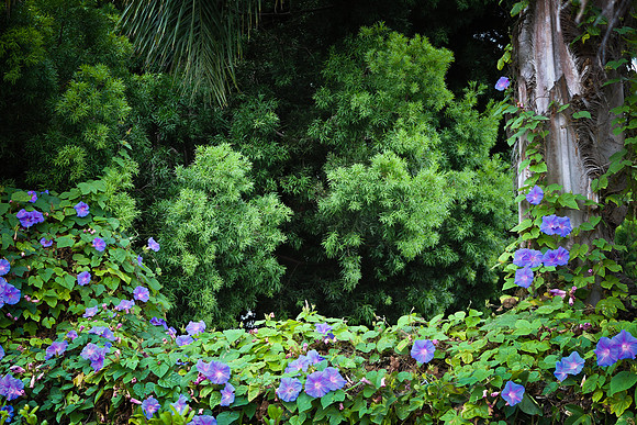 Morning glories & podocarpus