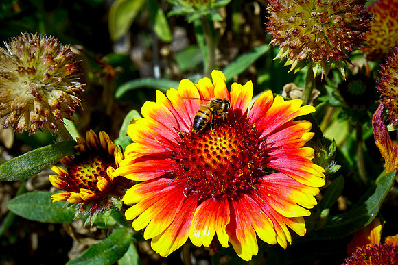 bees, bugs, birds, beetles