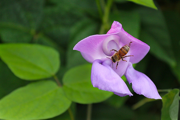 bees, bugs, birds, beetles