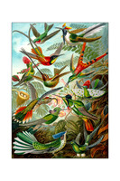 Explore - Ernst Haeckel Art for Walls Wall Art