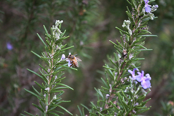 bees, bugs, birds, beetles