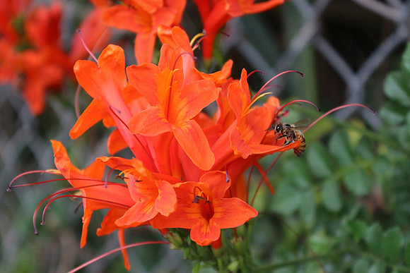 bees, bugs, birds, beetles