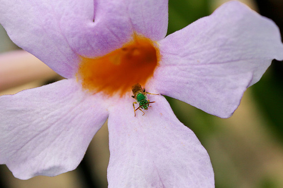 bees, bugs, birds, beetles