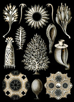 Haeckel_Calcispongiae-cc