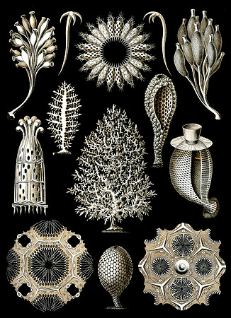 Haeckel_Calcispongiae-cc