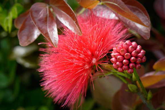 Pink Powder Puff