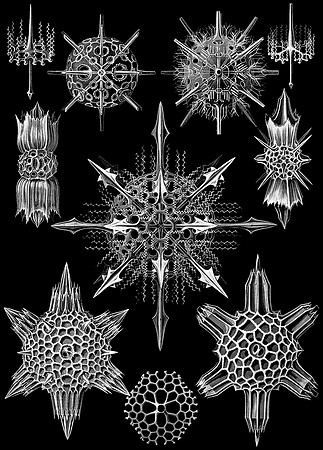 Ernst-Haeckel_Acanthophracta-cc-r