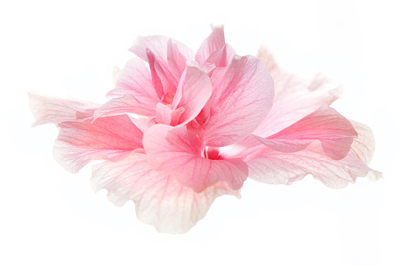 Pink Hibiscus on White
