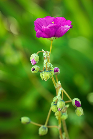 succulent plant photo
