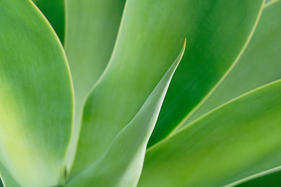 succulent plant photo