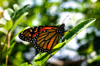 bees, bugs, birds, beetles