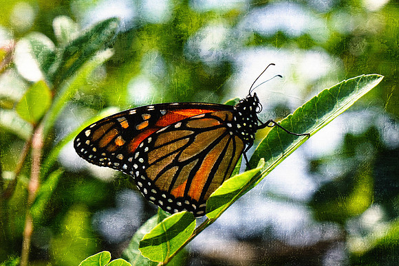 bees, bugs, birds, beetles
