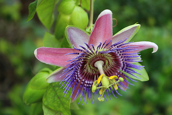 Passion Flower - Close up