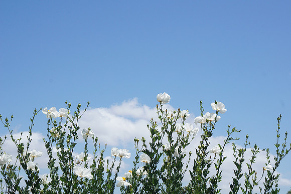 Poppies with blue sky