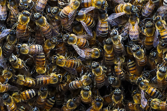 bees, bugs, birds, beetles