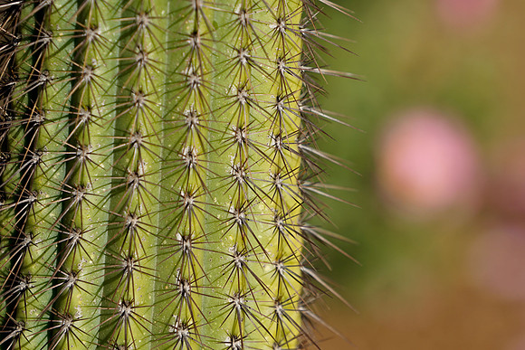 succulent plant photo