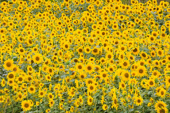 Yellow Sunflower Field