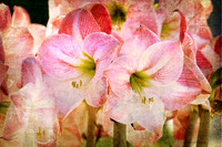 Pink Amaryllis - Textured