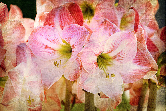 Pink Amaryllis - Textured