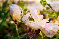 bees, bugs, birds, beetles