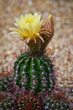 succulent plant photo