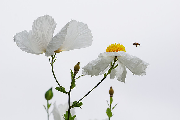 bees, bugs, birds, beetles