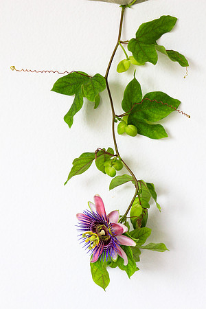 Passion Flower Vine