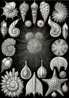 Haeckel_Thalamphora-cc