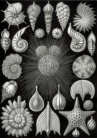 Haeckel_Thalamphora-cc