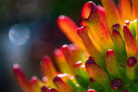 succulent plant photo