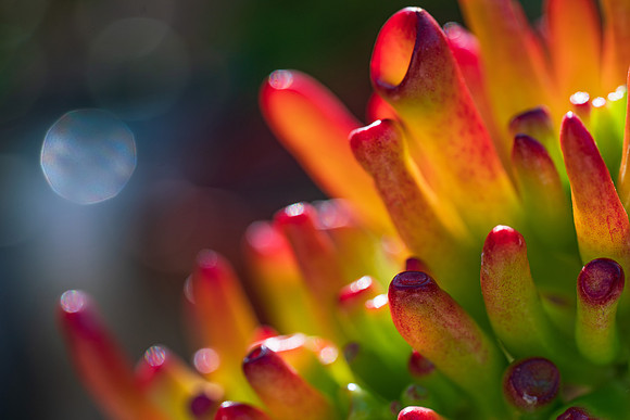 succulent plant photo