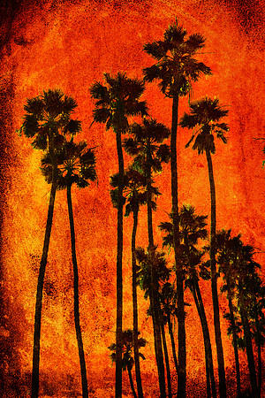 Palm Trees