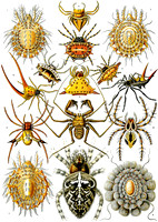 Ernst-Haeckel_Arachnida-cc-r