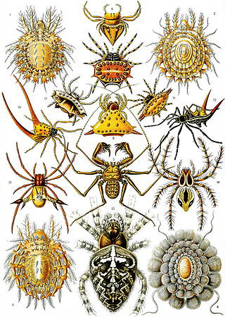Ernst-Haeckel_Arachnida-cc-r